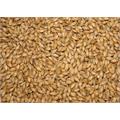 Acidulated Malt (Syremalt) 100g Kvernet 4 EBC / 2 L