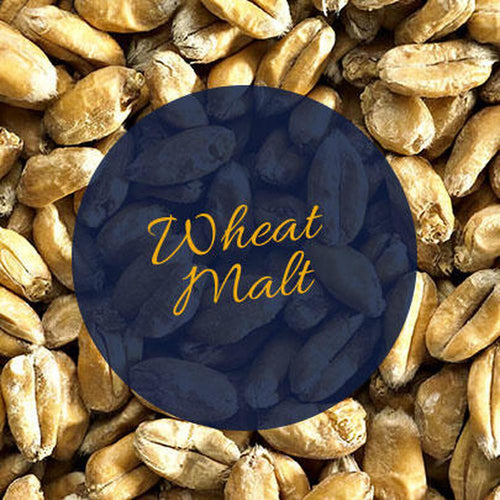 Hvetemalt 100 g – Muntons, lyse gyldne korn med mørkeblå sirkeltekst Wheat Malt.
