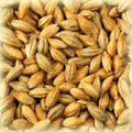 Castle Pilsnermalt 1kg Kvernet 3-4 EBC / 1,8-2 Lovibond pilsmalt