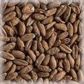 Castle Spelt Malt 100g – hjemmebrygg