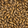 Finest Lager Malt fra Simpsons, lyse maltkorn - 25 kg sekk knust