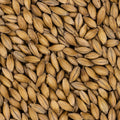 Maris Otter Pale Ale Malt fra Simpsons, maltkorn - 25 kg sekk knust