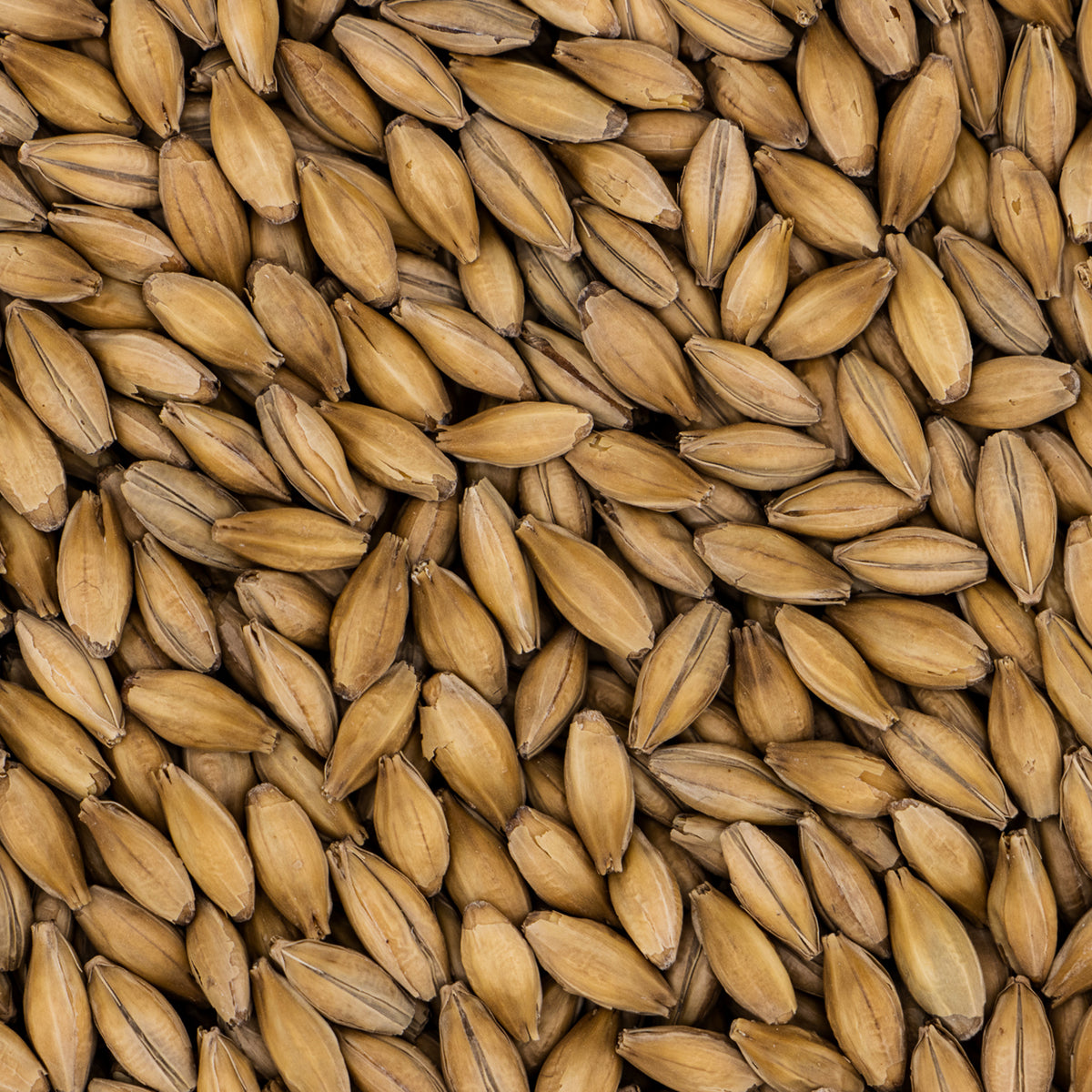 Maris Otter Pale Ale Malt fra Simpsons, maltkorn - 25 kg sekk knust