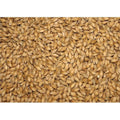Maris Otter Pale Ale Malt 100 g – hjemmebrygg