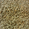 Rugmalt 100 g – hjemmebrygg