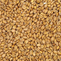 Torrefied hvete 100g – hjemmebrygg